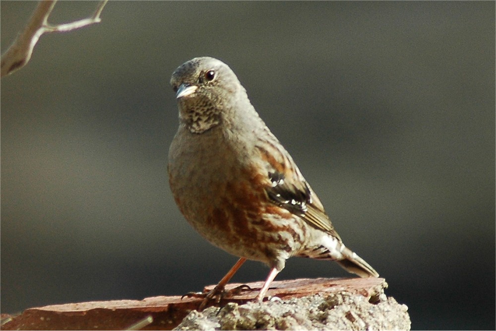 Sordone - Prunella collaris